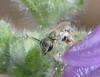 Seladonia sp.